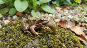 Rana nel giardino mentre mangia una lumaca sul muschio