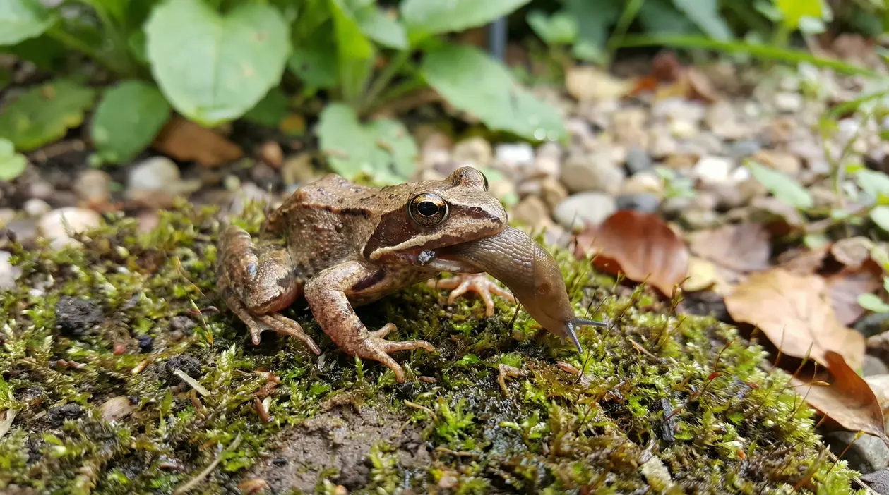 Rana nel giardino mentre mangia una lumaca sul muschio