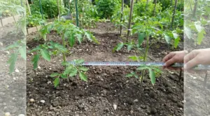 Misurazione della distanza tra due piantine di pomodoro in un orto