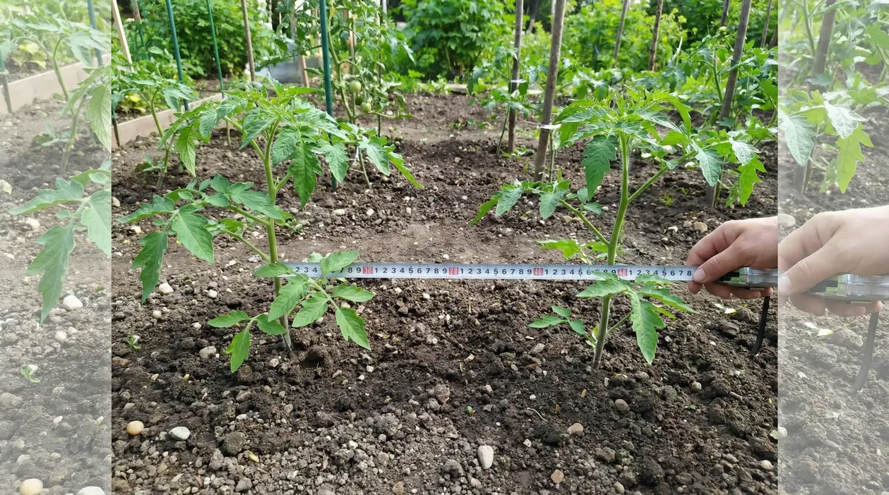 Misurazione della distanza tra due piantine di pomodoro in un orto